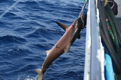 Carcharhinus falciformis