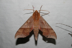 Darapsa choerilus