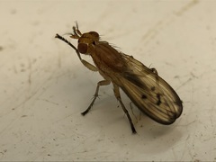 Tetanocera plebeja