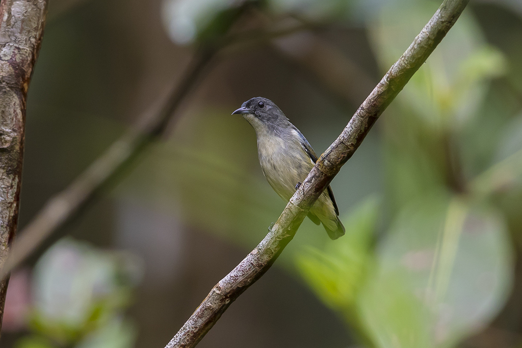 Pygmy Flowerpecker photo