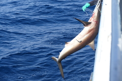 Carcharhinus falciformis