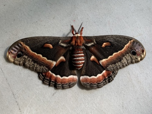 Photo of Cecropia Moth (Hyalophora cecropia)