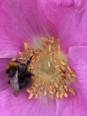 Bombus pascuorum