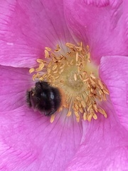 Bombus pascuorum