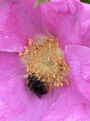 Bombus pascuorum