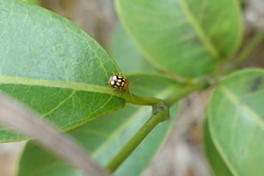 Cryptocephalus luteosignatus