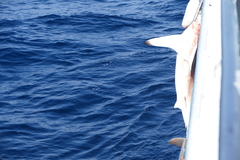 Carcharhinus falciformis