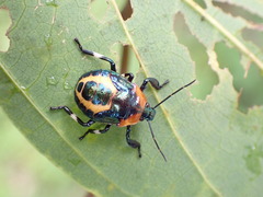 Eocanthecona furcellata