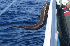 Carcharhinus falciformis