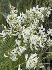 Astragalus sheldonii