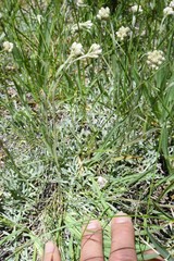 Antennaria corymbosa