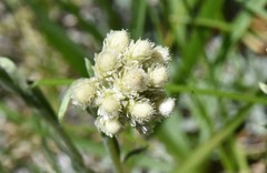 Antennaria corymbosa