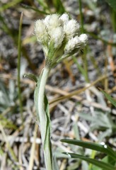 Antennaria corymbosa