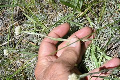 Antennaria corymbosa