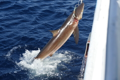 Carcharhinus falciformis