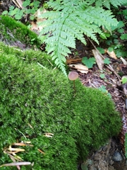 Mycena viridimarginata