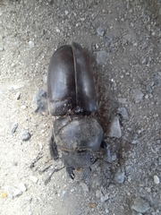 Lucanus cervus