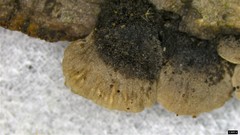 Resupinatus trichotis