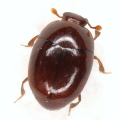 Acritus attaphilus
