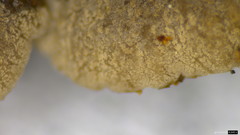 Resupinatus trichotis