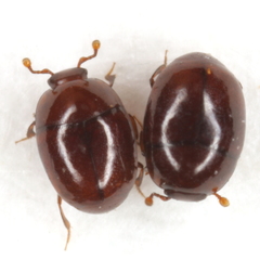 Acritus attaphilus