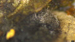 Resupinatus trichotis