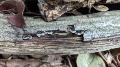 Resupinatus trichotis