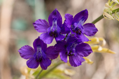 Delphinium pentagynum