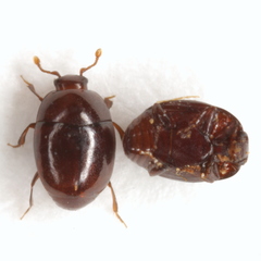Acritus attaphilus