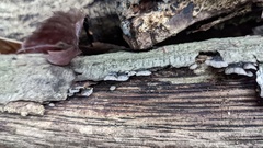 Resupinatus trichotis