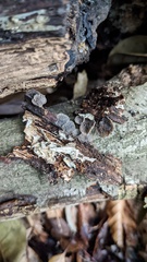 Resupinatus trichotis