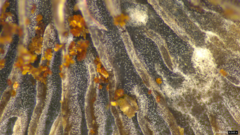 Resupinatus trichotis