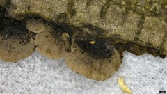 Resupinatus trichotis