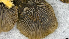 Resupinatus trichotis