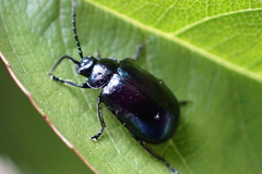 Chrysomelidae