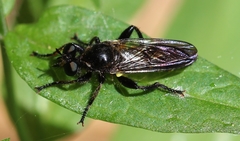 Choerades marginata