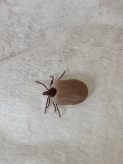 Ixodes ricinus