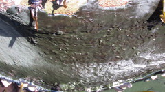 Codium bernabei