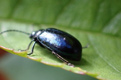 Chrysomelidae