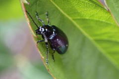 Chrysomelidae