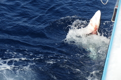 Carcharhinus falciformis