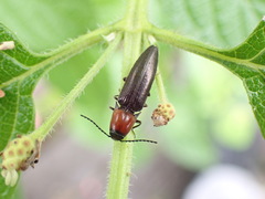 Ludioschema obscuripes