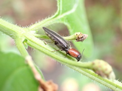 Ludioschema obscuripes