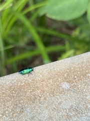 Chrysobothris sauteri