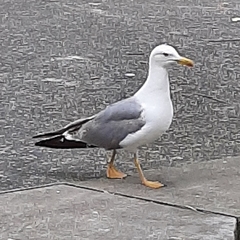 Larus michahellis