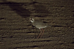 Rhinoptilus chalcopterus