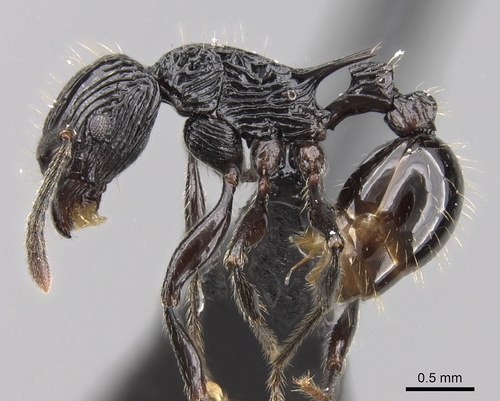 Tetramorium smaugTetramorium smaug