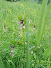 Vicia sepium