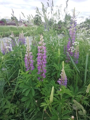 Lupinus polyphyllus
