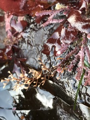 Eudendrium californicum